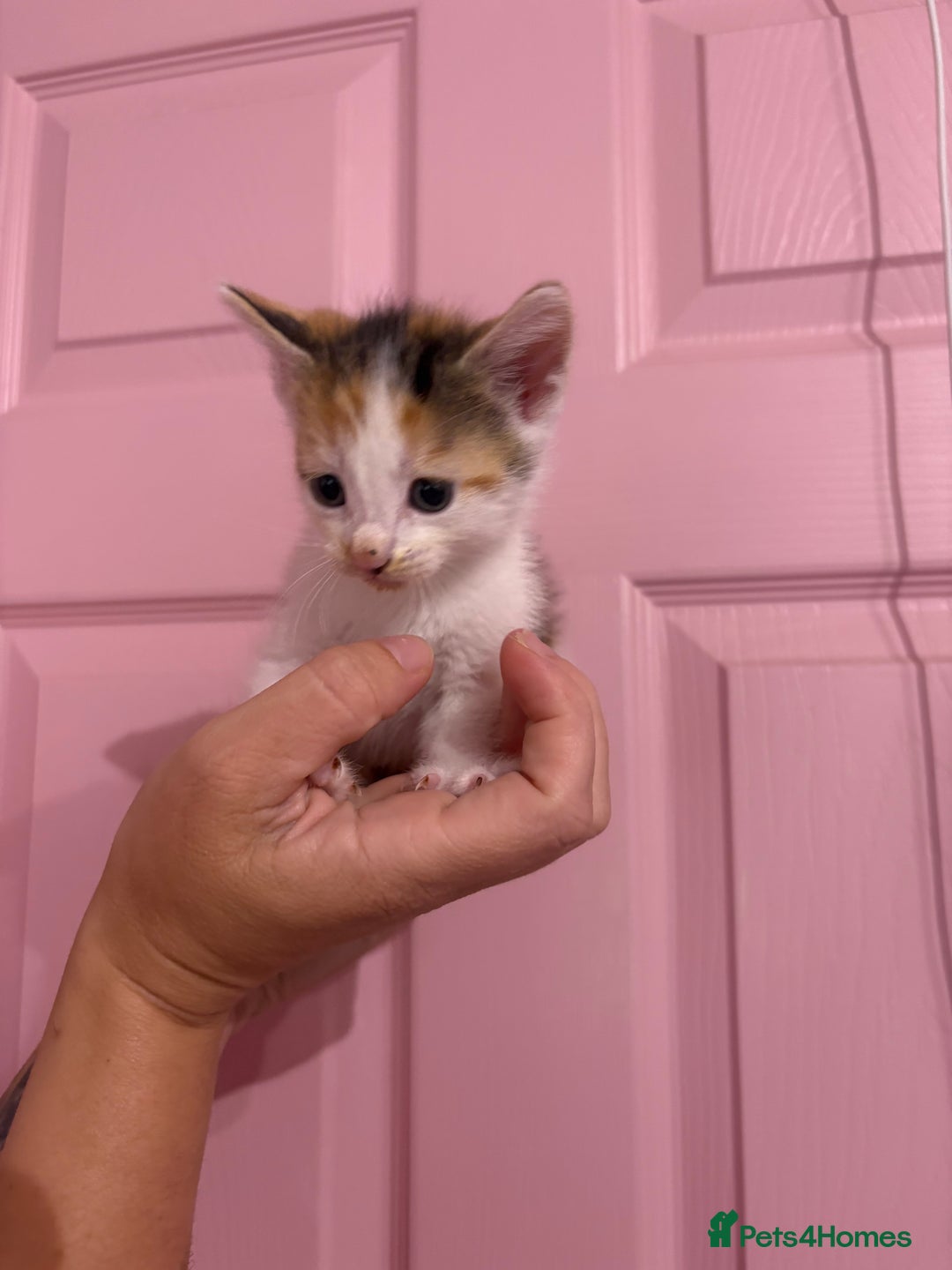 Bengal cats for sale: Bengal mix   in Manchester - Image 19