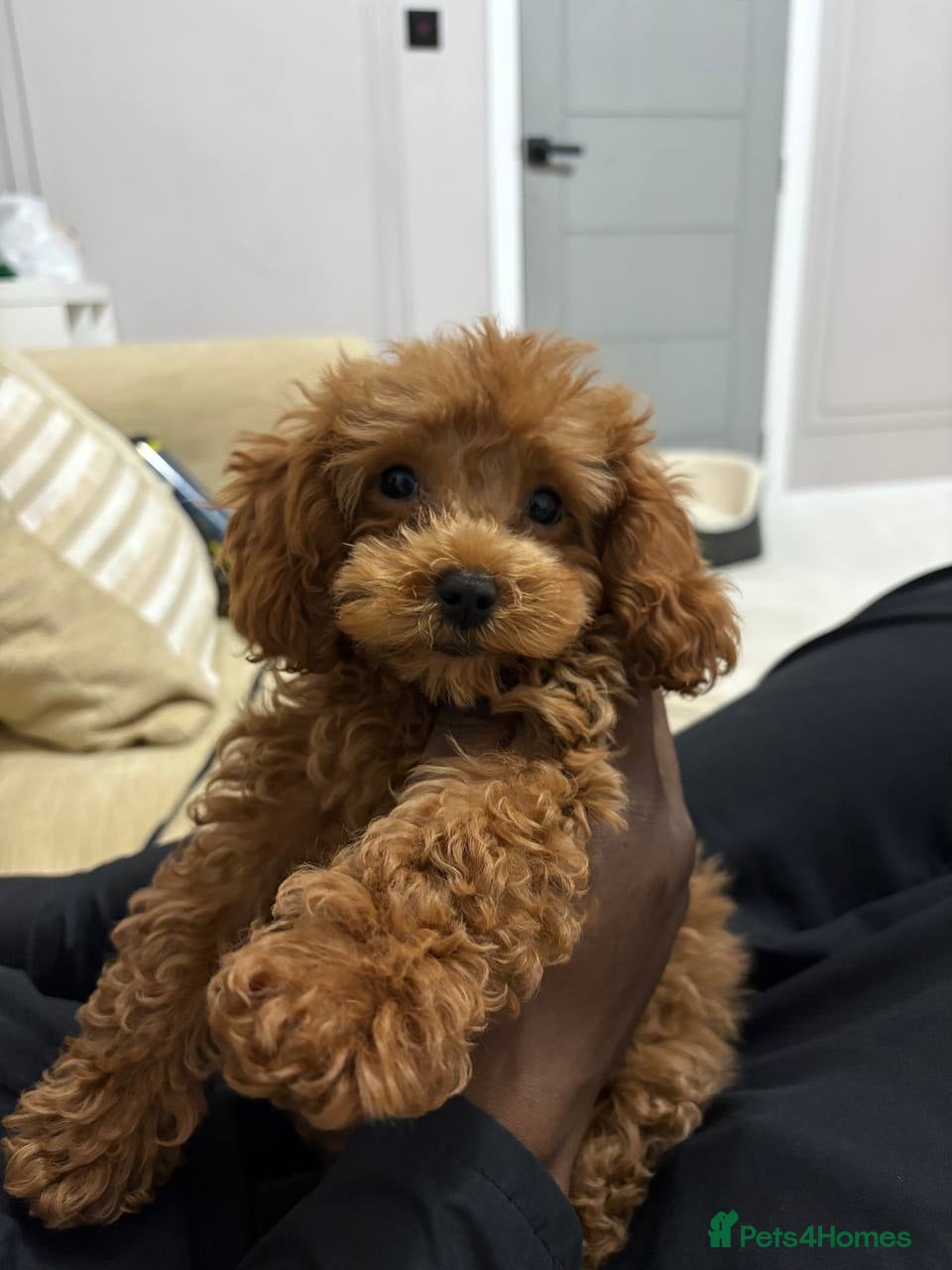 Cavapoo dogs 🐾 Toy Poodle Puppy  Absolutely Adorable 🐾 - Advert 1