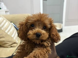 Cavapoo dogs 🐾 Toy Poodle Puppy Absolutely Adorable 🐾 - Advert 9