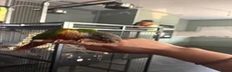 Conures birds for sale: Pineapple conure pair!! - Advert 5