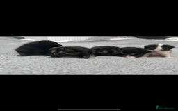 Bengal cats for sale: 4 bengals 2 black/white ready in time for  **   - Advert 6