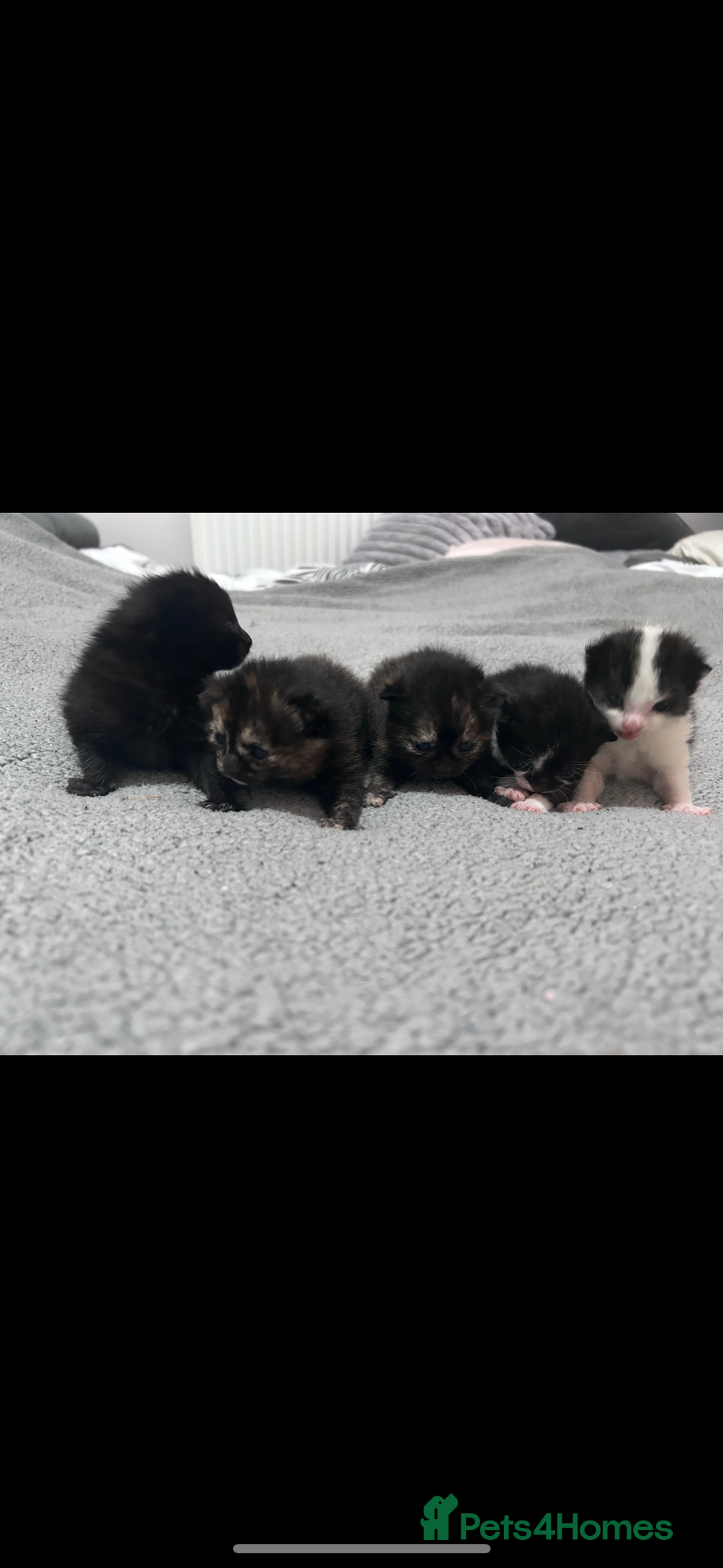 Bengal cats for sale: 4 bengals 2 black/white ready in time for  **   - Advert 6