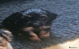 Cockapoo dogs for sale: The best cockapoos - Image 29