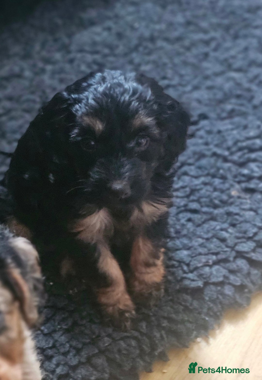 Cockapoo dogs for sale: The best cockapoos - Image 29