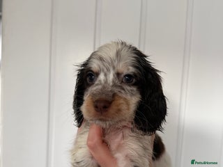 Sprocker dogs LAST TWO PUPPIES READY IN 1 WEEK - Advert 7