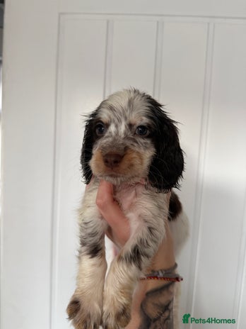 Sprocker dogs - Advert 8