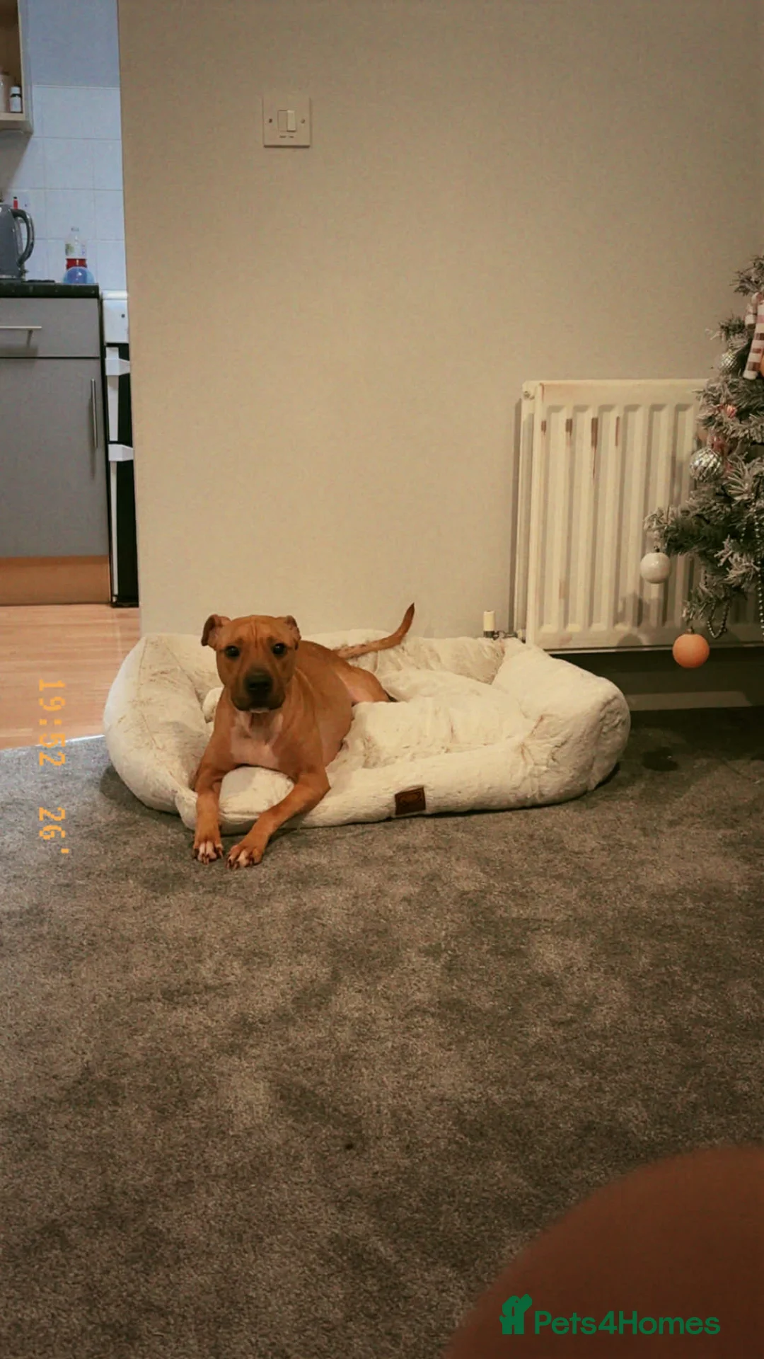 Mixed Breed dogs for sale: Little kalii in Eastleigh - Advert 4