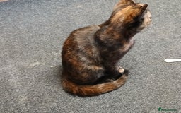 Mixed Breed cats for sale: 2 beautiful female lovely kittens and playfull - Image 10