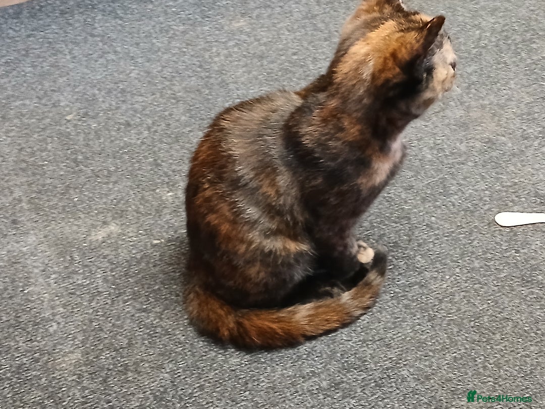 Mixed Breed cats for sale: 2 beautiful female lovely kittens and playfull - Image 10