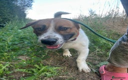 Basset Hound dogs for adoption: Diego - Badersfield Norfolk  - Image 2