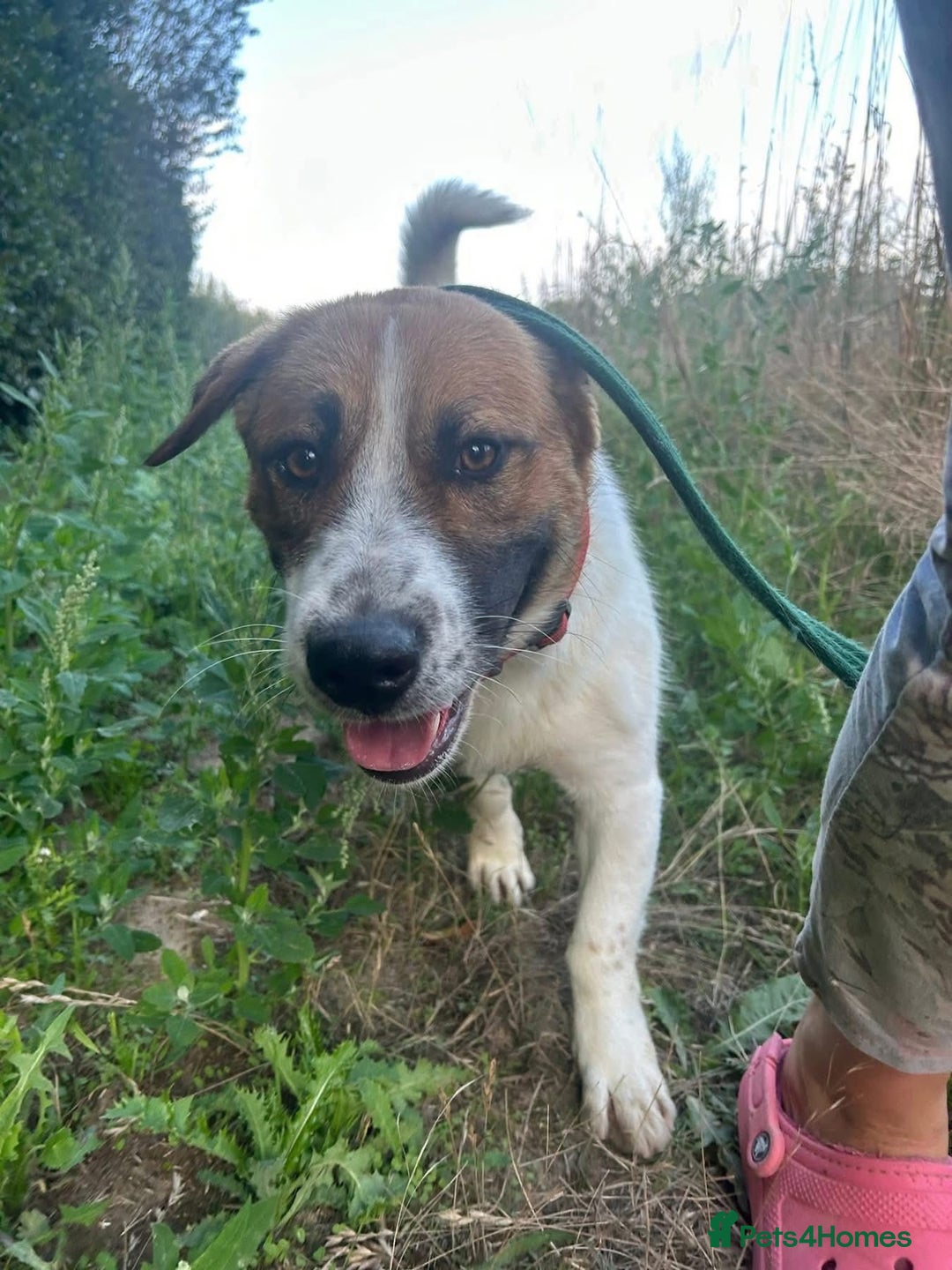 Basset Hound dogs for adoption: Diego - Badersfield Norfolk  - Image 2