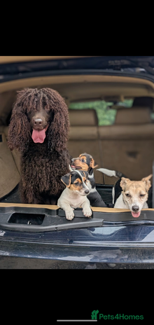 Jack Russell dogs - Advert 3