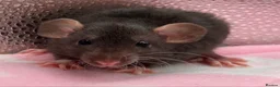 Rat rodents for sale: Pedigree Dumbo Rats in Russian Blue and Black - Advert 4