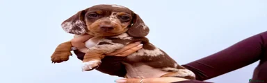 Miniature Dachshund 1