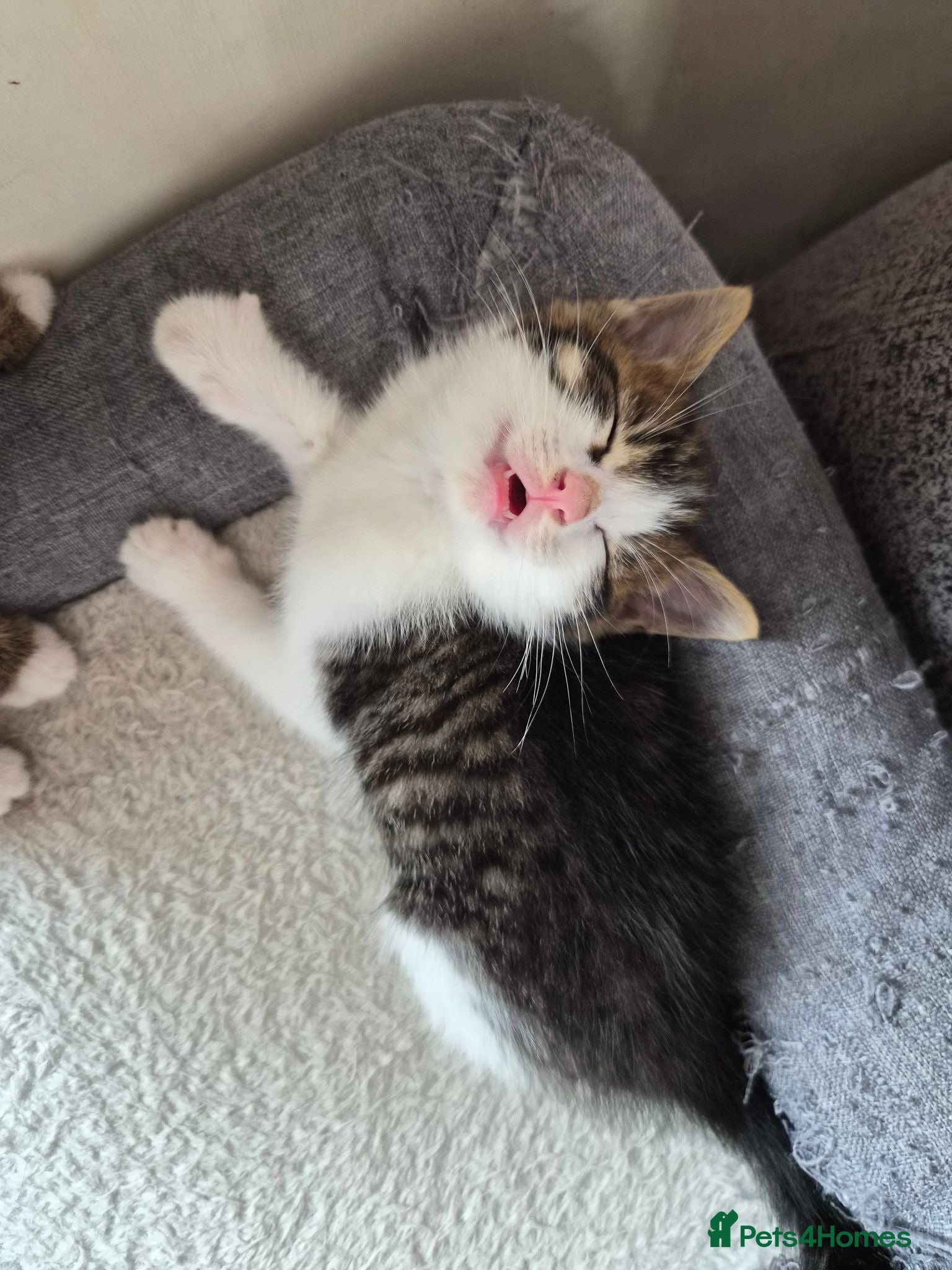 Mixed Breed cats Adorable and Playfull Kittens  - Advert 3