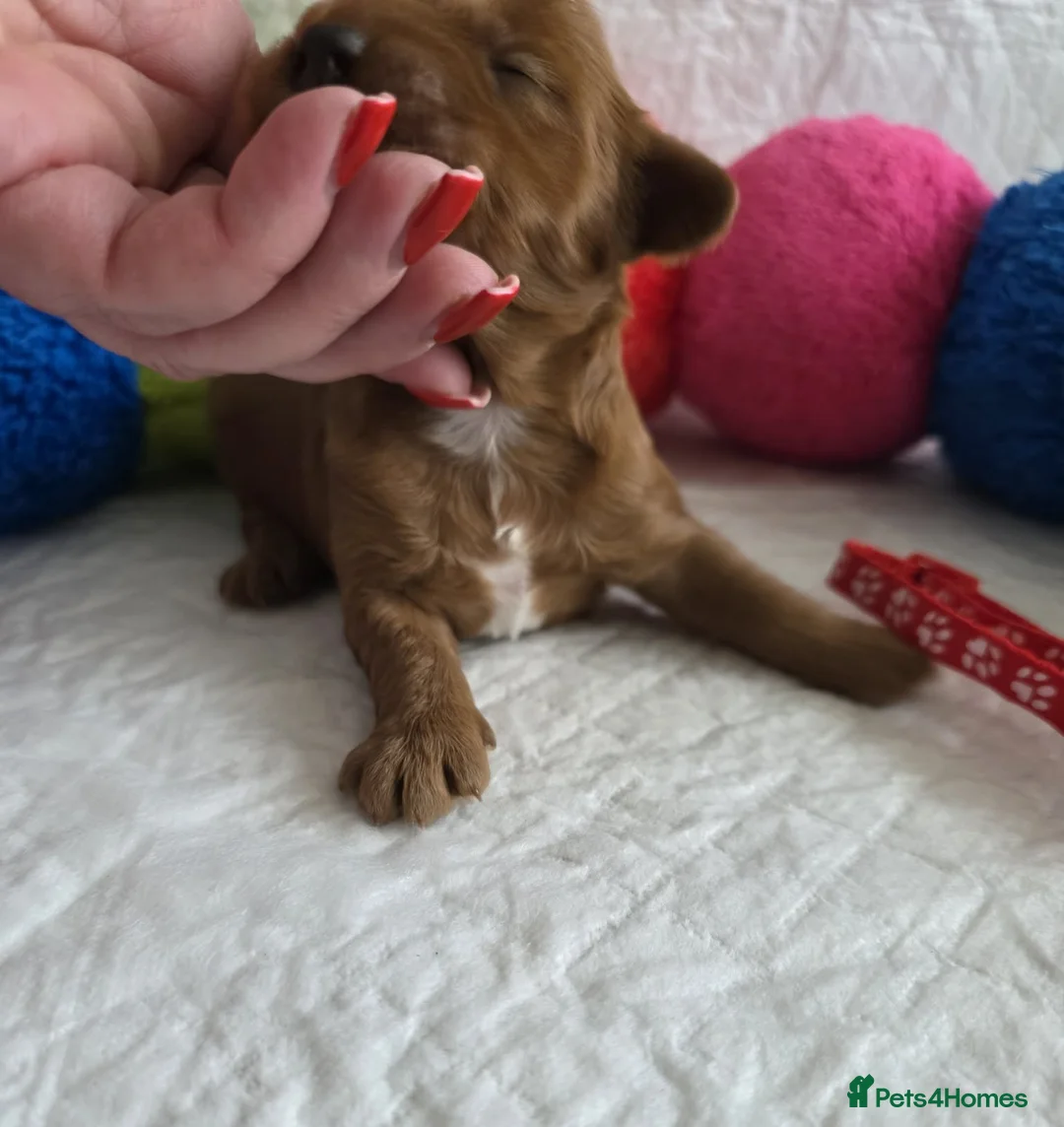 Australian Labradoodle dogs for sale:  👑 Multigen Toy Bred Australian Double Doodles 👑 - Advert 17