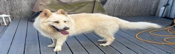 German Shepherd dogs for sale: German Shepherd Puppies, straight backed.  - Advert 7