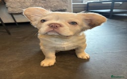 French Bulldog dogs for sale: 3 French bulldog puppies  - Image 7