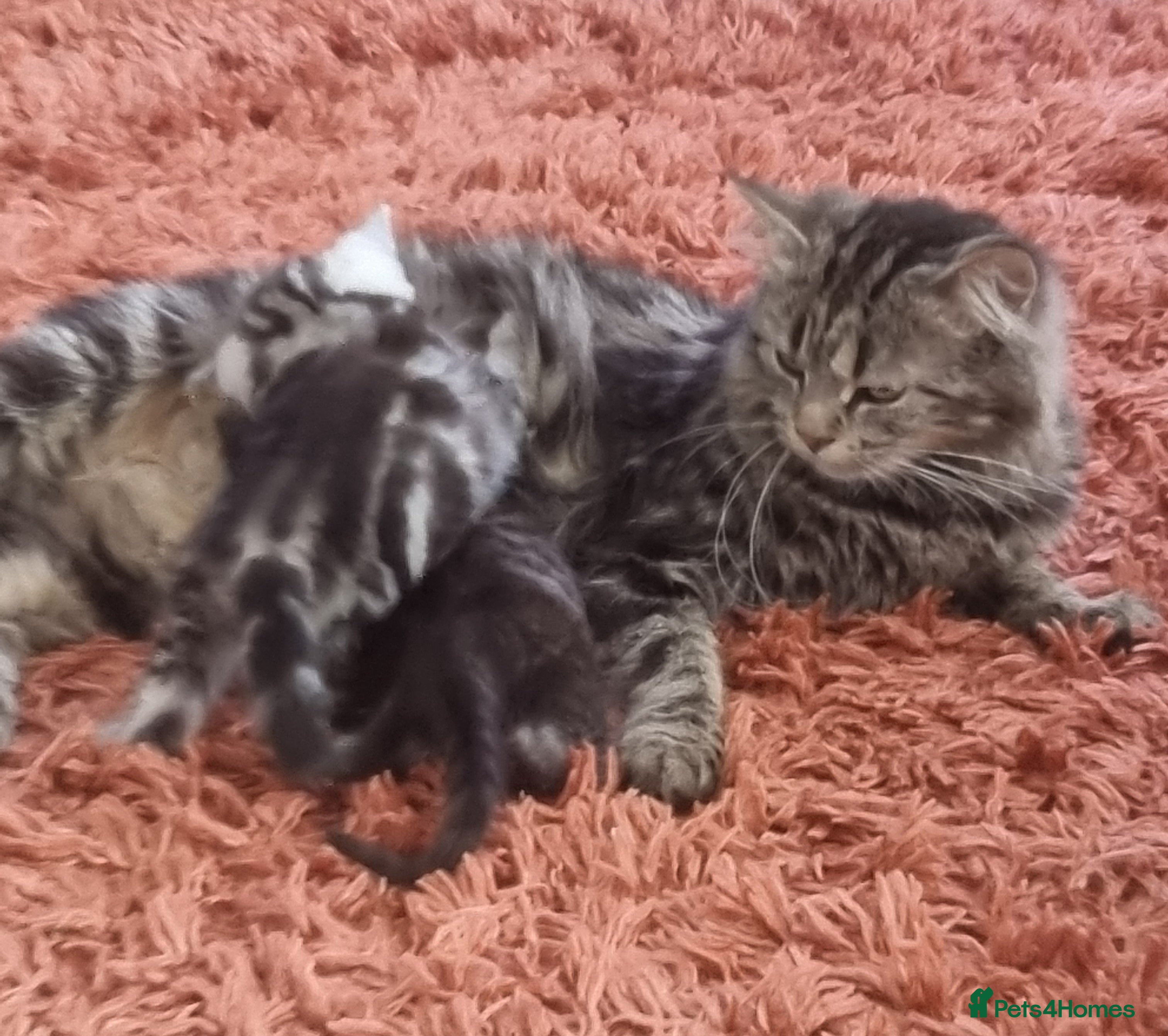 Mixed Breed cats Beautiful Ragdoll x doll face persian kittens - Advert 1