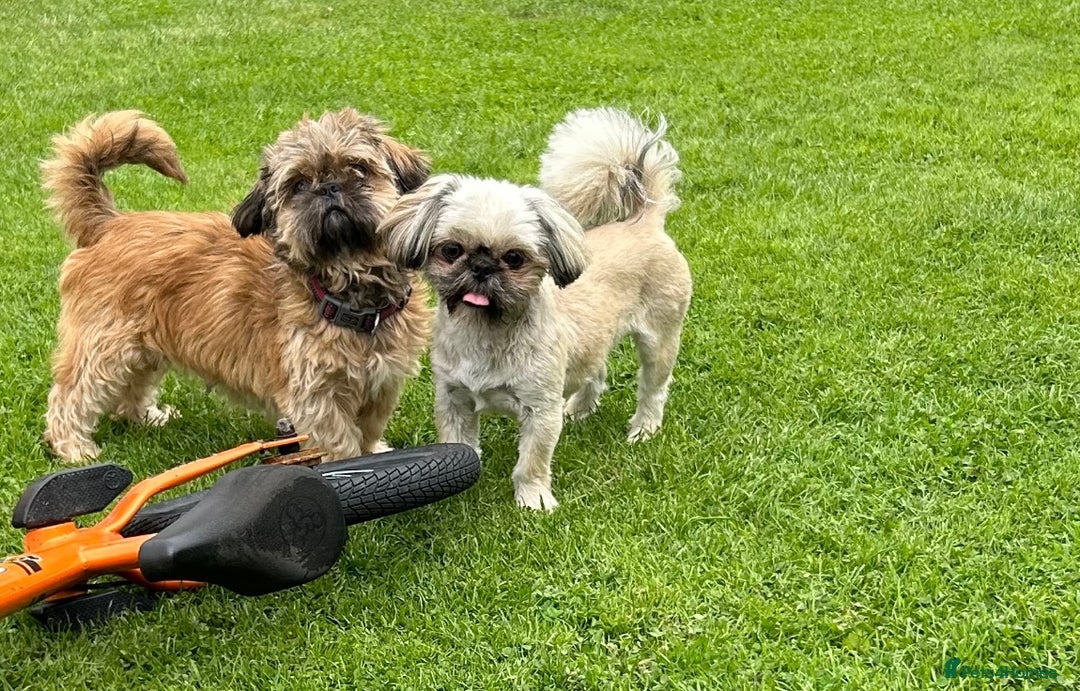 Shih Tzu dogs for sale: Beautiful litter of Shih tzu puppy’s  - Image 17