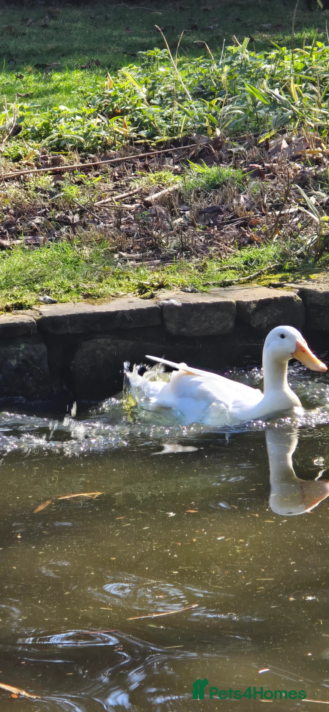 Ducks poultry for sale: Runner Ducks  - Advert 2