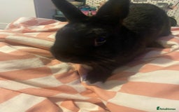 Mixed Breed rabbits for sale: 8 month old rabbits need rehoming ASAP - Image 3