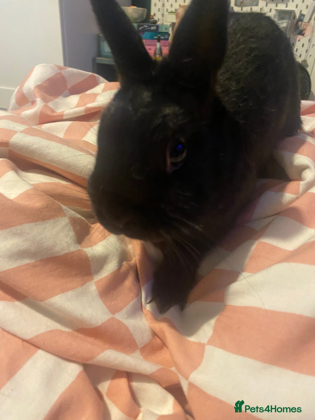 Mixed Breed rabbits for sale: 8 month old rabbits need rehoming ASAP - Image 3
