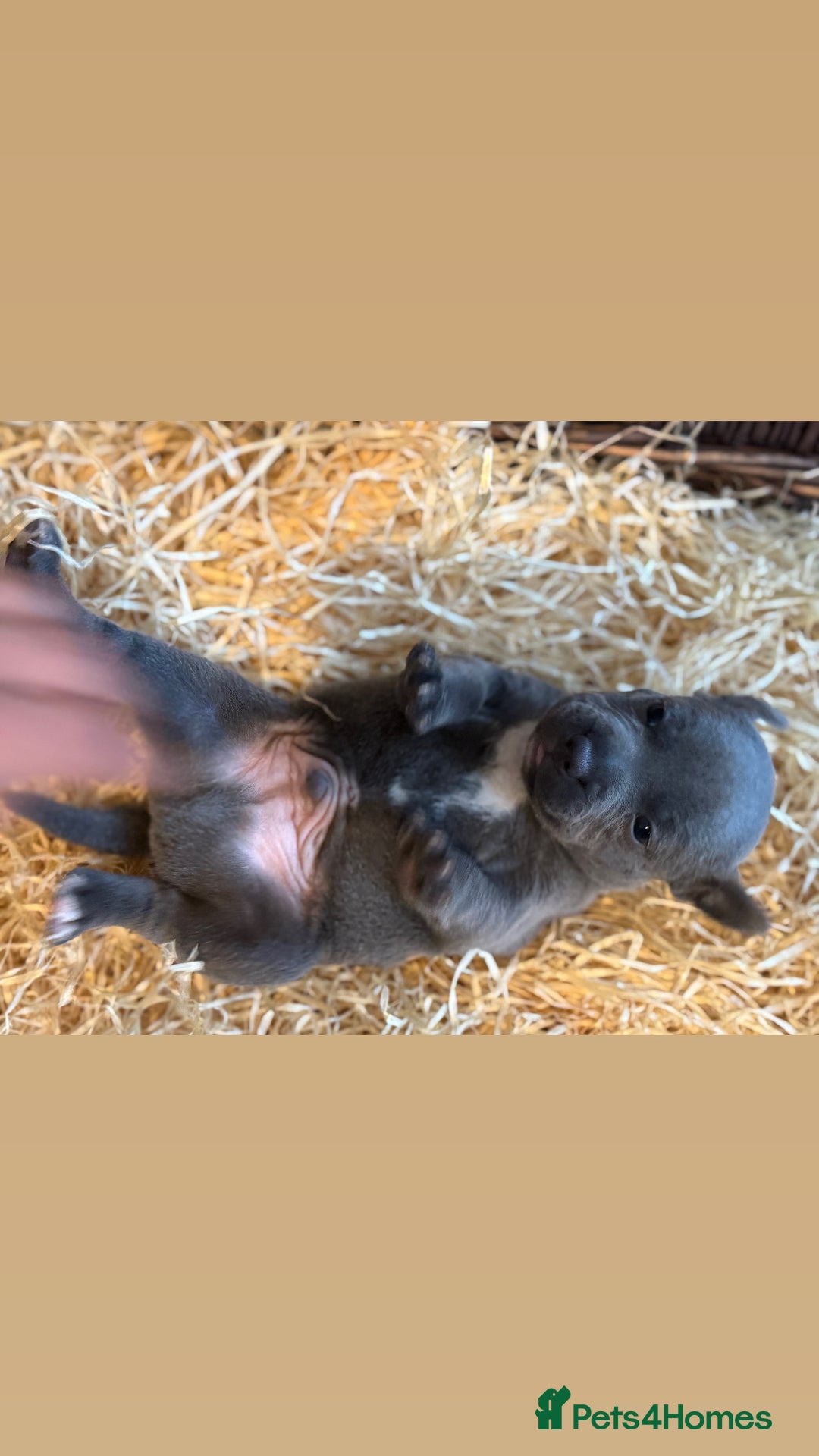 Staffordshire Bull Terrier dogs for sale: Blue Staffordshire Bull Terriers Staffy staffie - Image 6