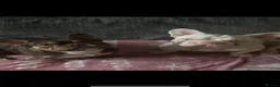 French Bulldog dogs for stud: Male pink  **  French bulldog - Advert 13