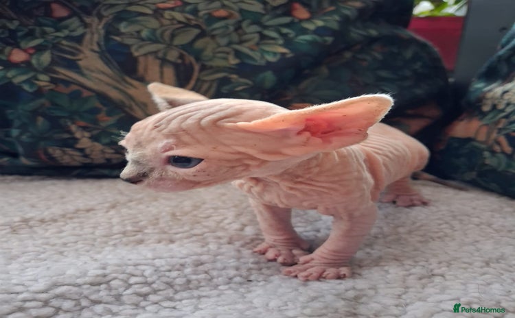 Sphynx cats - Advert 1