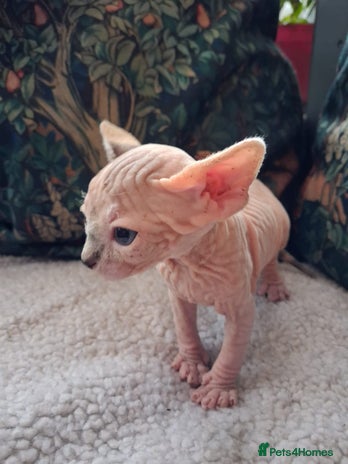 Sphynx cats - Advert 1