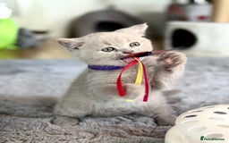 Scottish Fold cats for sale: Scottish straight - Image 22