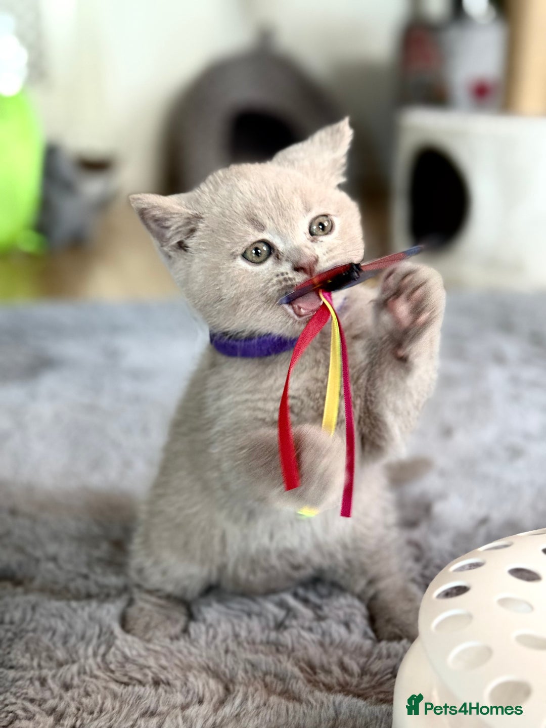 Scottish Fold cats for sale: Scottish straight - Image 22