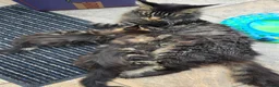 Maine Coon cats for sale: XL stunning maine coon kittens - Advert 12