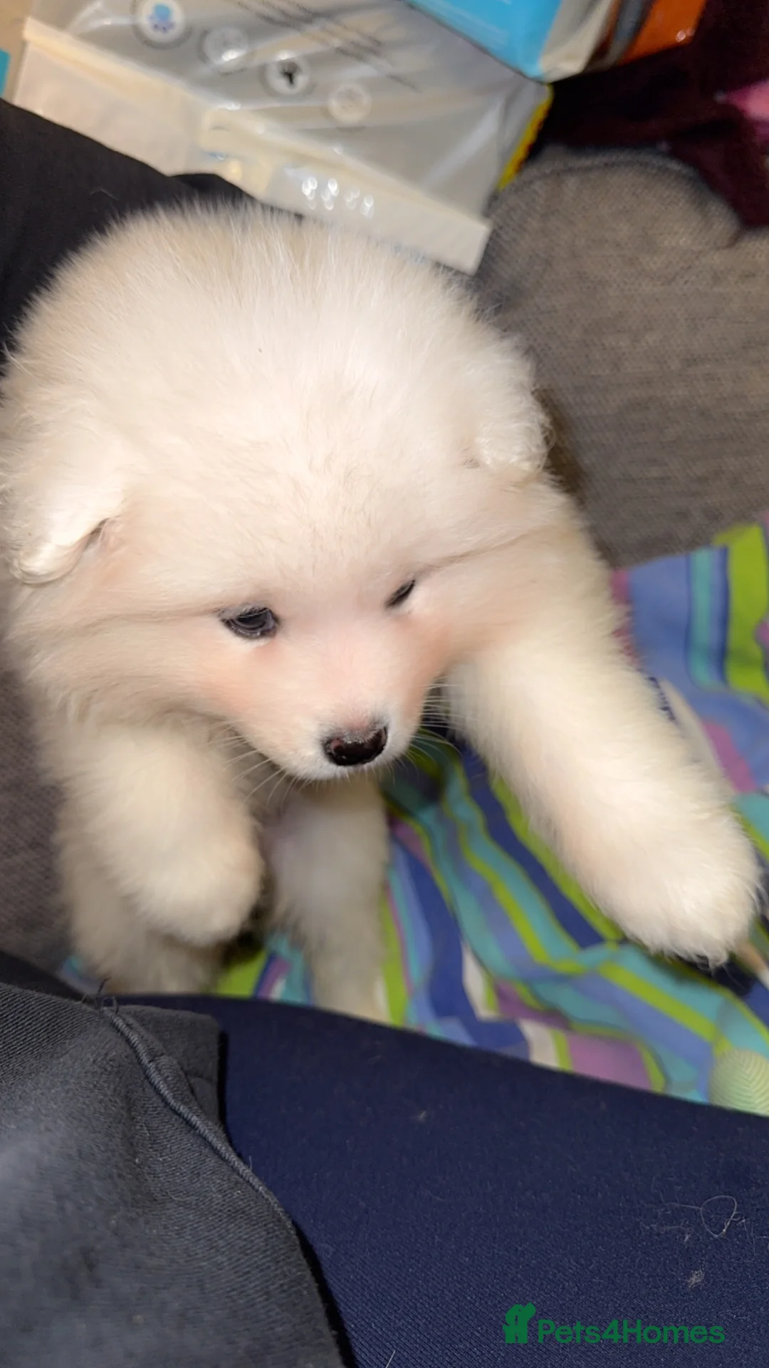 Samoyed dogs for sale: NOW VACCINATED AND CHIPPED Last pup remains ❤️ - Advert 8