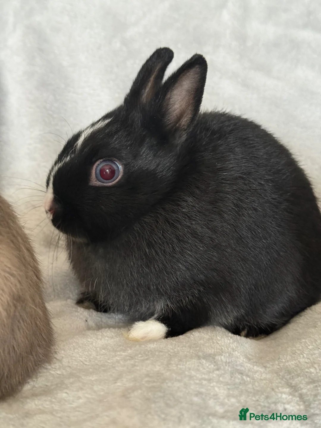 Netherland Dwarf rabbits for sale: Netherland Dwarf Baby Girl Rabbit.  - Advert 3