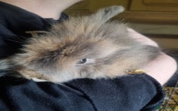 Lionhead rabbits for sale: Two Beautiful Lionhead Females  - Image 2