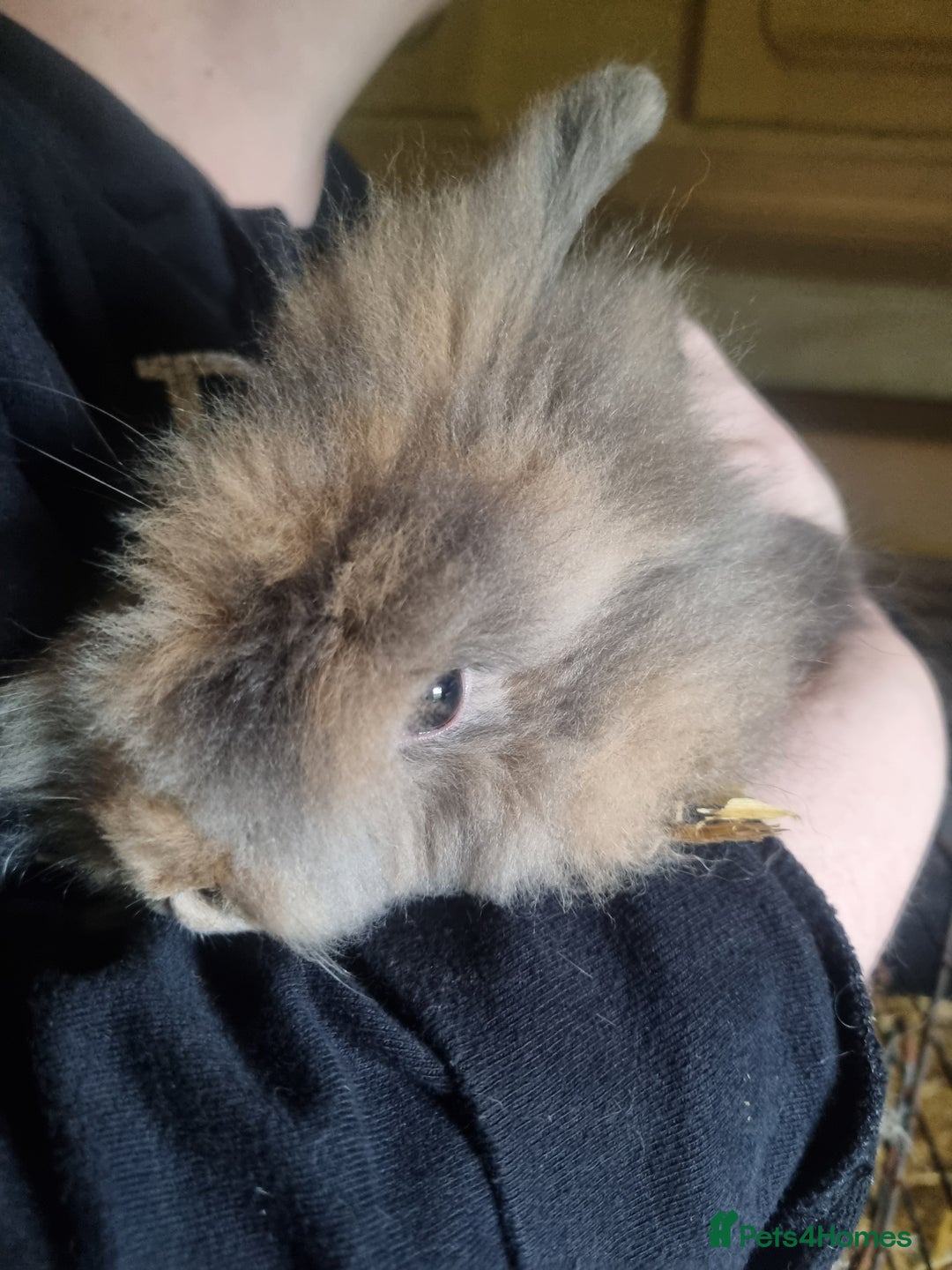 Lionhead rabbits for sale: Two Beautiful Lionhead Females  - Image 2
