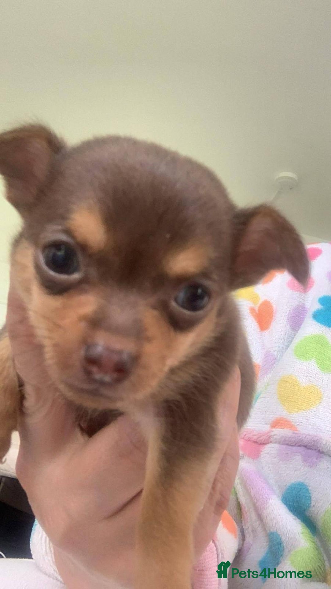 Chihuahua dogs for sale: Brown & tan chihuahua girl  - Image 1