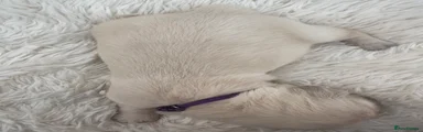 Golden Retriever 7