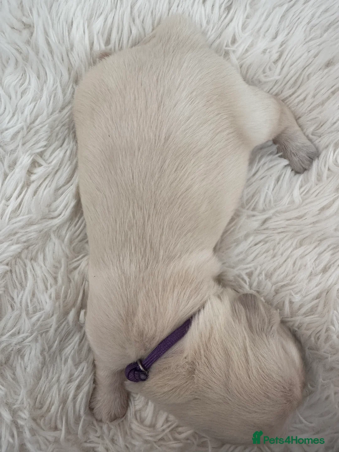 Golden Retriever dogs for sale: Golden retriever puppies  - Advert 2