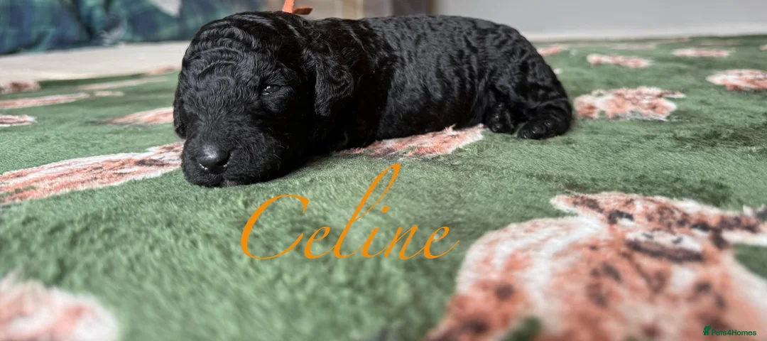 Standard Poodle dogs for sale: Show line standard poodles  - Advert 2