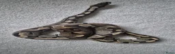 Python Snake reptiles for sale: 2 ball pythons in Downham Market - Advert 2