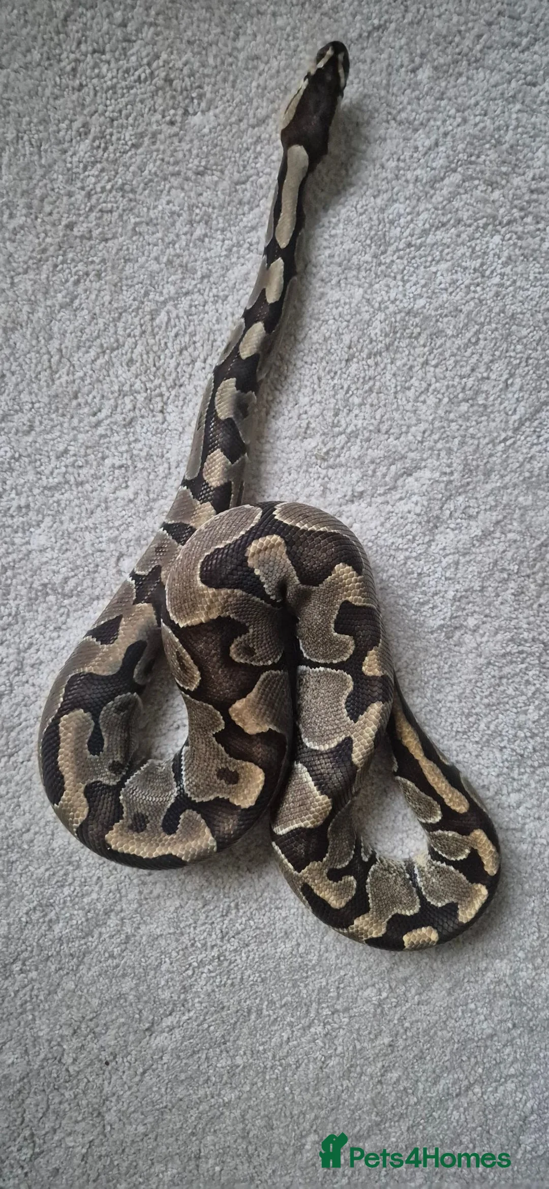Python Snake reptiles for sale: 2 ball pythons in Downham Market - Advert 2