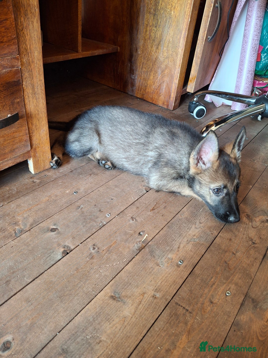 German Shepherd dogs for sale: 🌟Stunning KC Registered German Shepherd Pups🌟 - Image 21