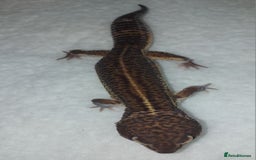 Leopard Gecko reptiles for sale: Three stunning leopard geckos for sale in Hinckley - Image 2