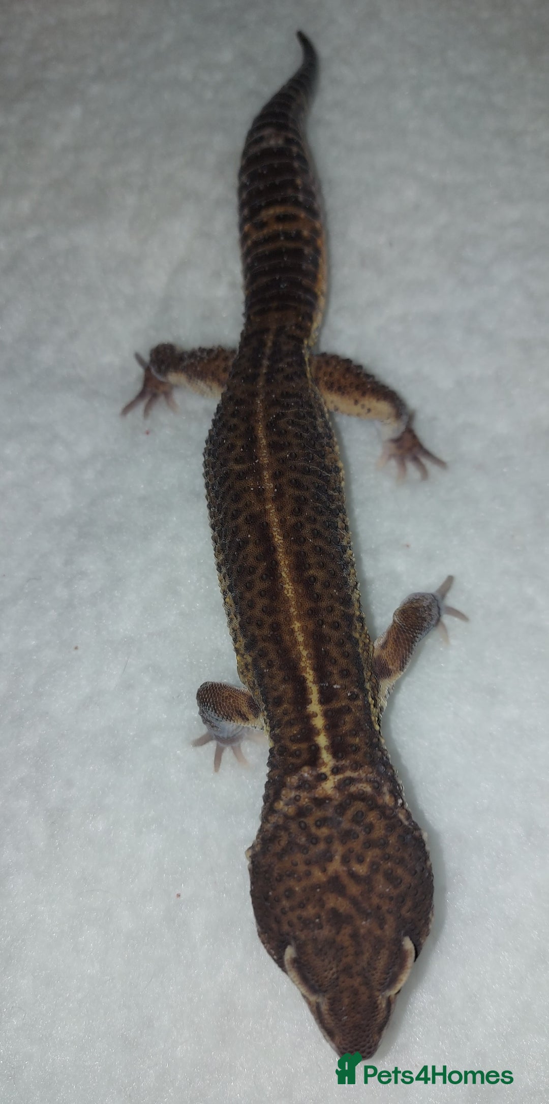 Leopard Gecko reptiles for sale: Three stunning leopard geckos for sale in Hinckley - Image 2