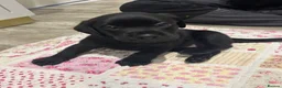 Labrador Retriever dogs for sale: 6 beautiful Labrador puppies - Advert 1
