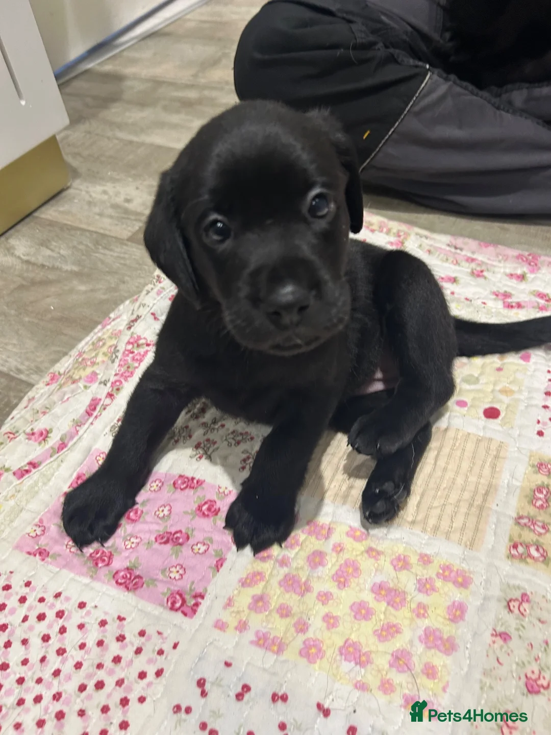 Labrador Retriever dogs for sale: 6 beautiful Labrador puppies - Advert 1