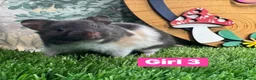 Hamster rodents for sale: Baby Syrian Hamsters Males Females Pedigree - Advert 3